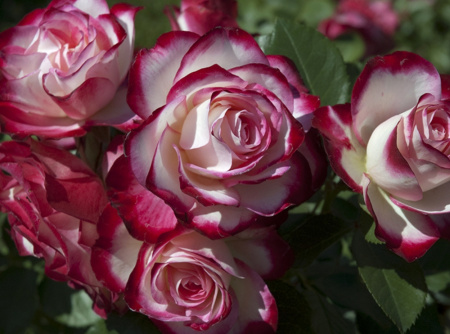 НоменклатураПрисоединенныеФайлы