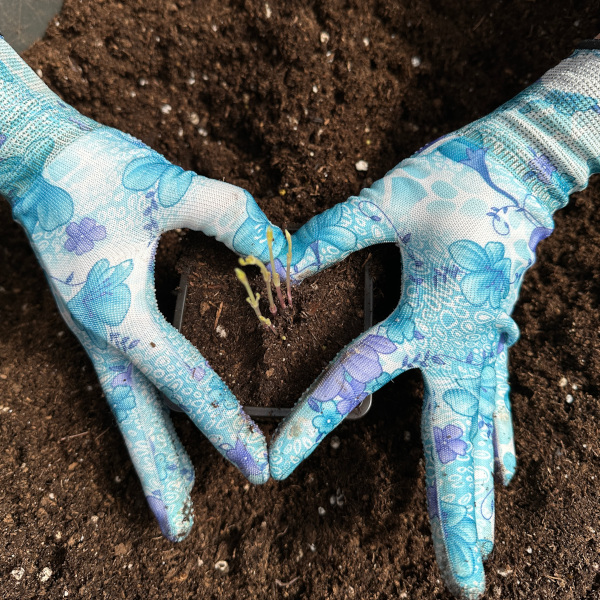 Основы успешного,  коммерческого выращивания клематисов