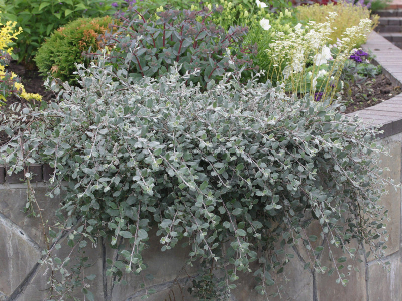 Ива ползучая Грин Карпет фото и описание. Саженцы в каталоге интернет магазина Долина роз. Ива ползучая Грин Карпет фото