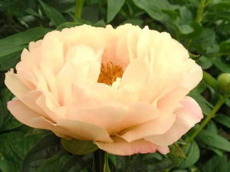 НоменклатураПрисоединенныеФайлы