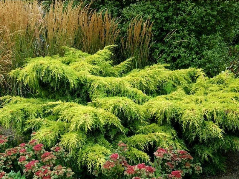 Можжевельник Пфитцериана Ауреа фото и описание. Саженцы в каталоге интернет магазина Долина роз. Можжевельник Пфитцериана Ауреа фото