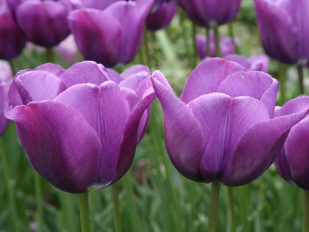 тюльпан блю эмабл