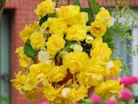 бегония ампельная желтая