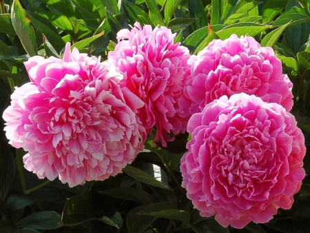 Пион Маргарет Трумэн