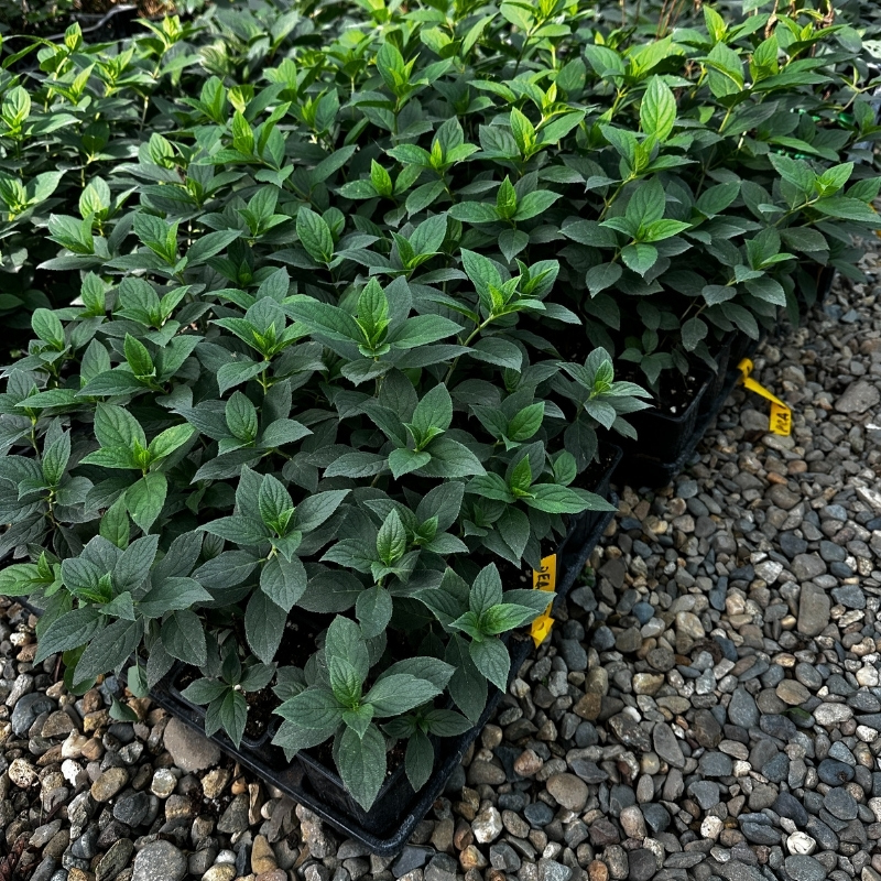 Гортензия метельчатая Гарденлайт Редлайт фото