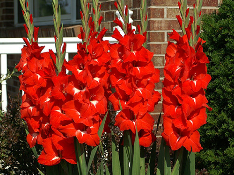 Гладиолус Traderhorn (Традерхорн) 5 шт гладиолус traderhorn (традерхорн) 5 шт