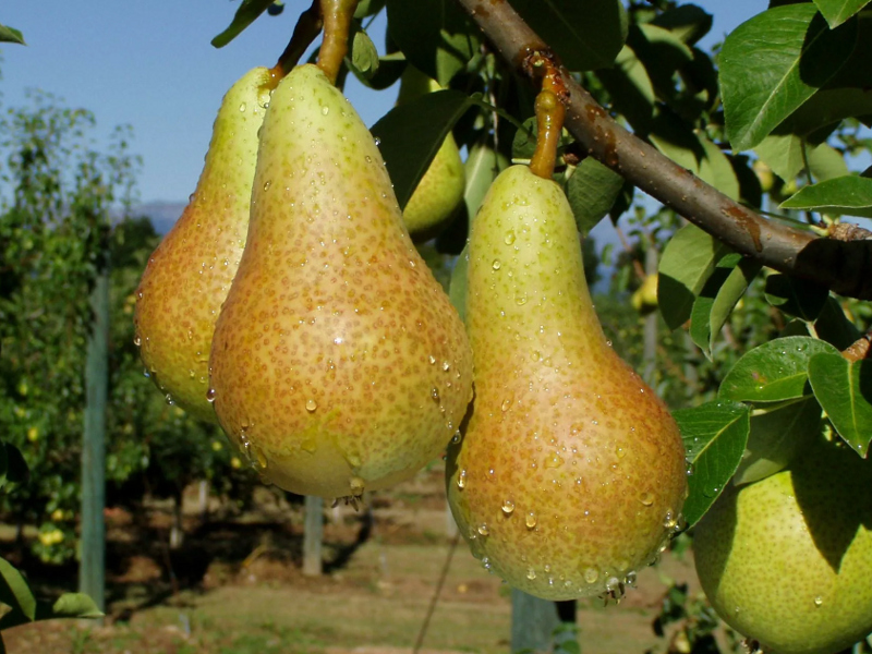 Груша Аббат Фетель фото и подробное описание зимостойких и сильных саженцев в Долине роз Груша Аббат Фетель фото