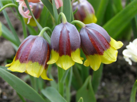 Рябчик Михайловского