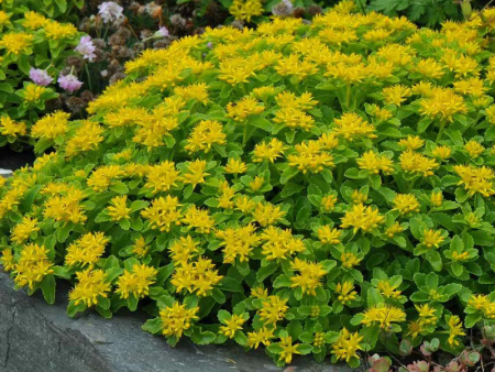 очиток желтый