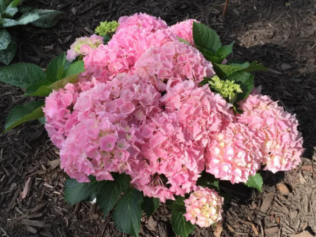 Гортензия Пинк Сенсейшн