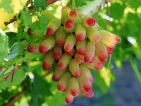 виноград маникюр фингер