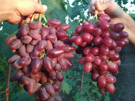 виноград Дубровский красный