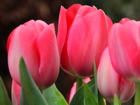 тюльпан леди ван эйк