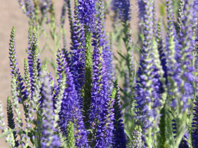 Вероника седая (Veronica incana) вероника седая (veronica incana)