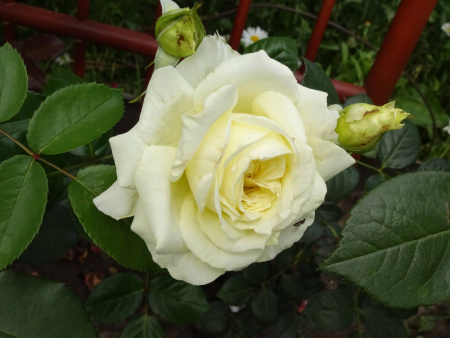 роза Эльф роза Эльф