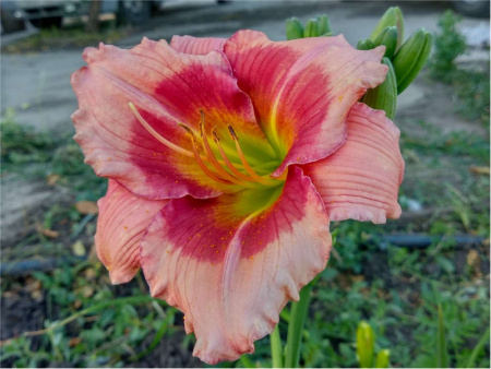 НоменклатураПрисоединенныеФайлы