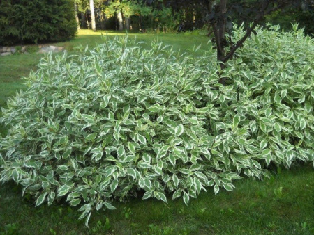 Дерен белый Элегантиссима