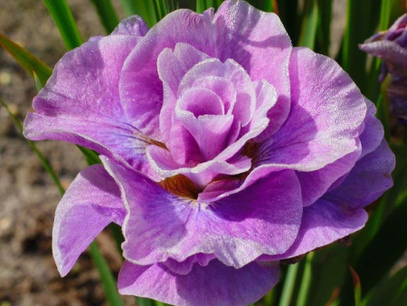 ирис пинк парфайт