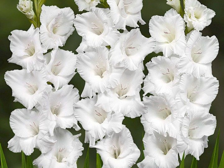 гладиолус Вайт Просперити