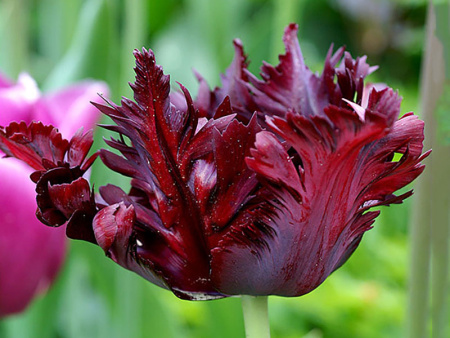 тюльпан фрозен найт1