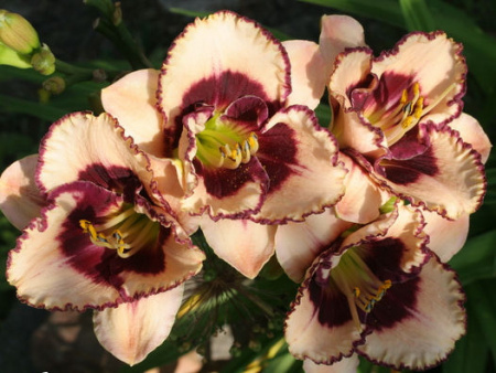 НоменклатураПрисоединенныеФайлы