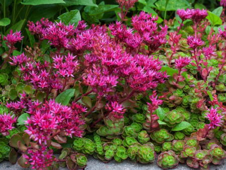 Очиток ложный Кровь Дракона