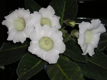 НоменклатураПрисоединенныеФайлы