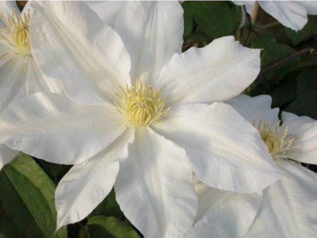 клематис токи4