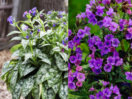 Медуница Смоки Блу2