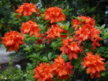 НоменклатураПрисоединенныеФайлы