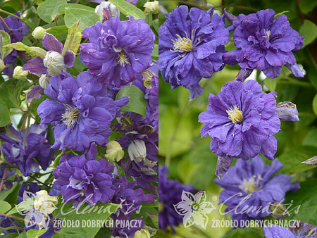 Клематис Флорал Дэнс