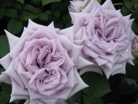 НоменклатураПрисоединенныеФайлы