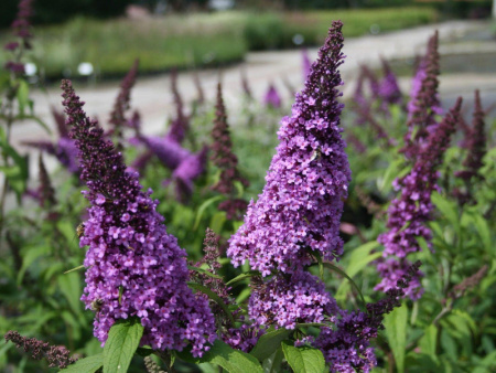 Буддлея Давида Баттерфляй Тауэр