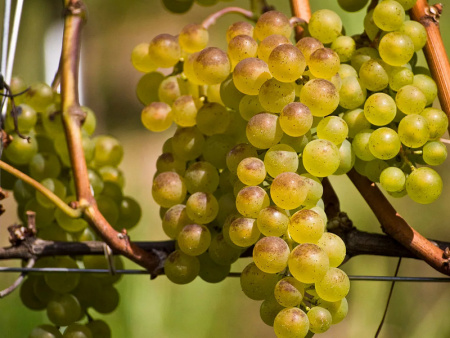 Виноград Бьянка Виноград Бьянка