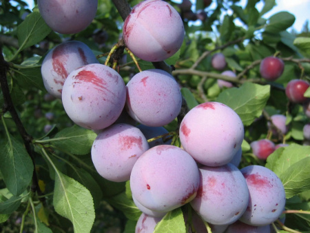 слива Анна Шпет саженцы