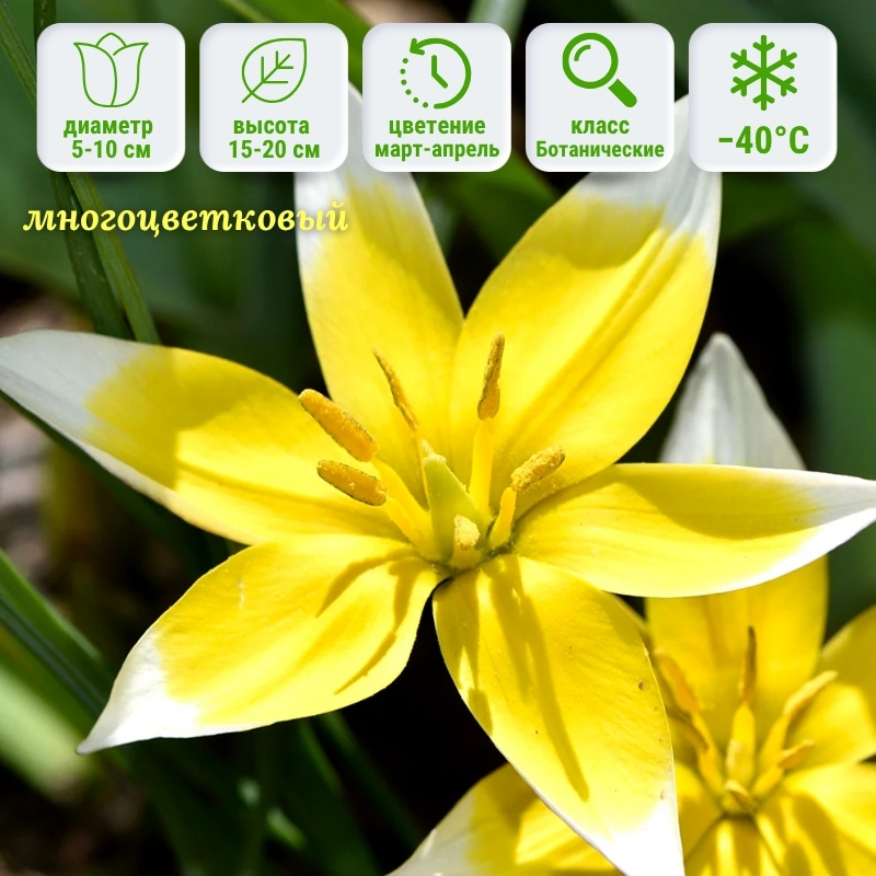 Тюльпан Тарда тюльпан тарда