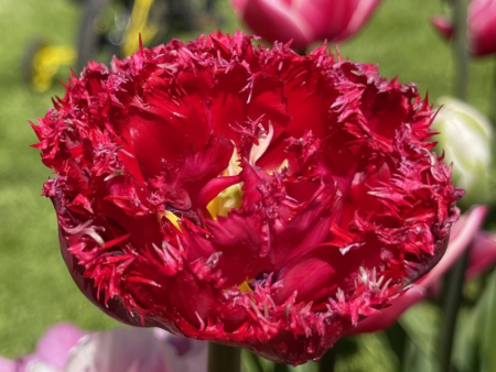 Тюльпан Катар1