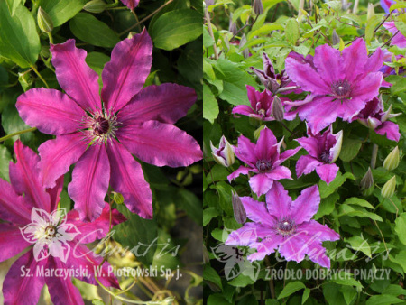 Барбара Дибли1 с