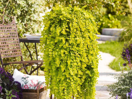 Вербейник Голдилокс