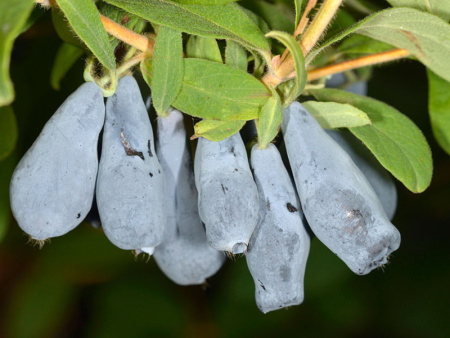 НоменклатураПрисоединенныеФайлы