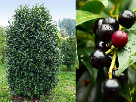 НоменклатураПрисоединенныеФайлы