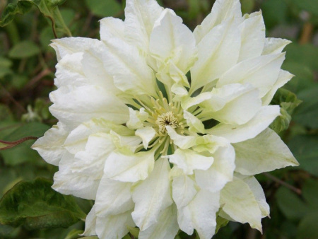 НоменклатураПрисоединенныеФайлы