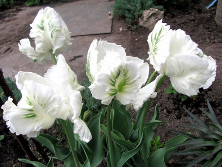 НоменклатураПрисоединенныеФайлы