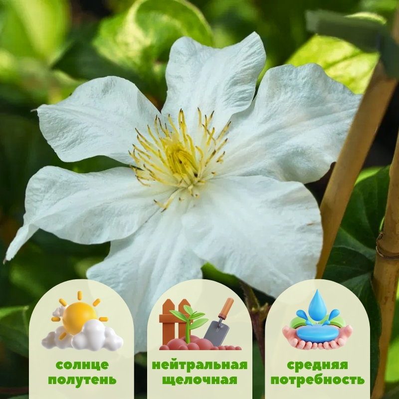 Клематис Сильвия Денни фото