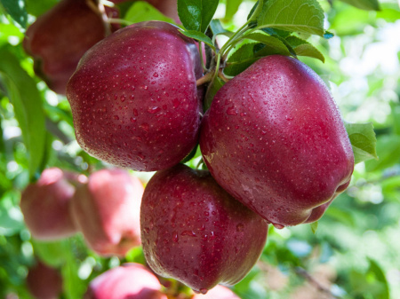 Ред Делишес