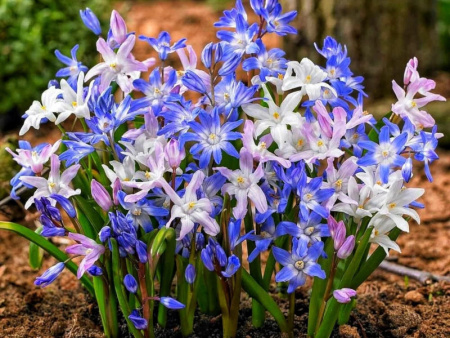 хионодокса микс2