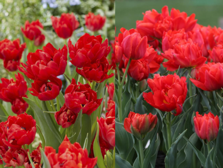 Тюльпан Абба1