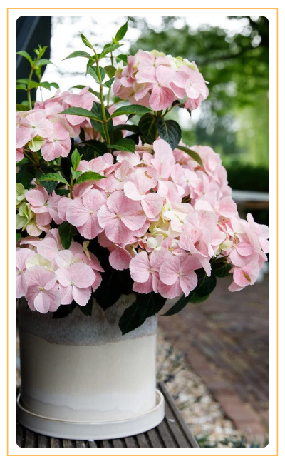 Френч Болеро (400 x 650 пикс.).png