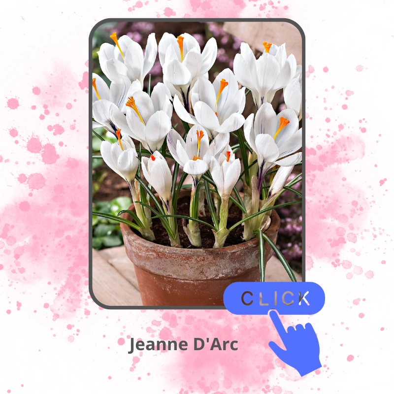 Jeanne D'Arc.png Jeanne D'Arc.png