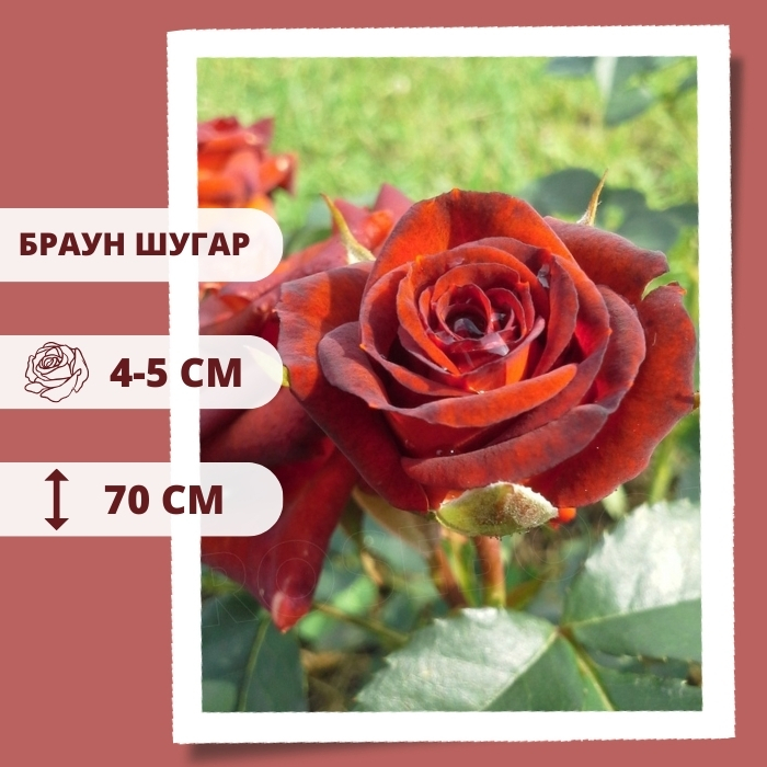 Браун Шугар.jpg